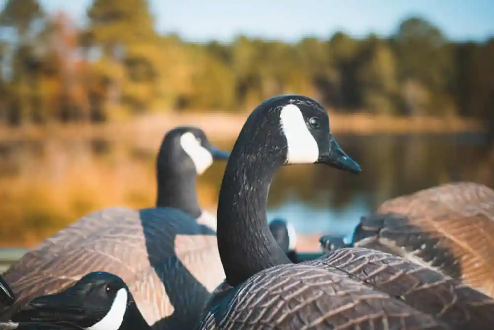 Waterfowl