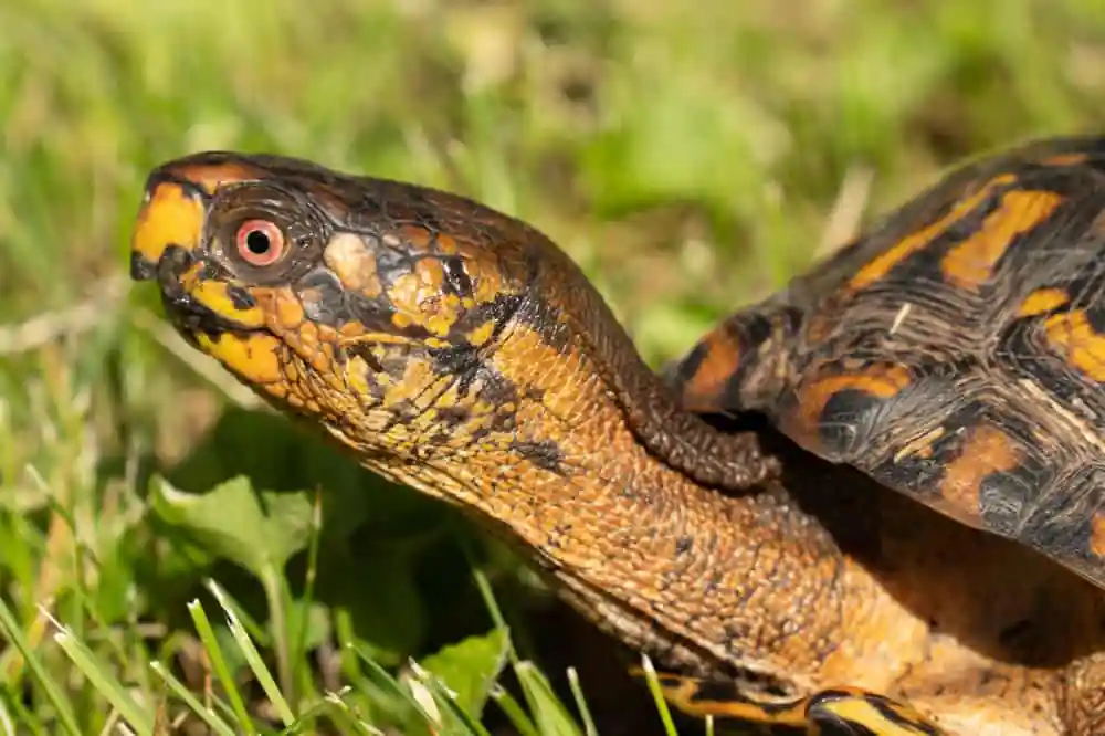 Eastern Box Turtle
