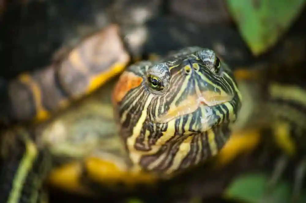 Wildwood Nature Center