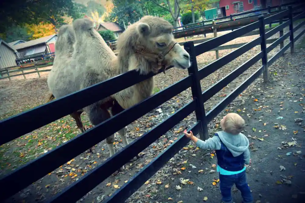 Zoo in Forest Park