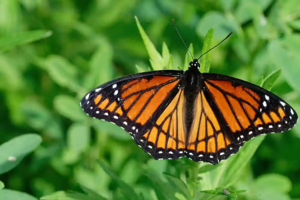 Butterfly Garden at the Bartlett Nature Center