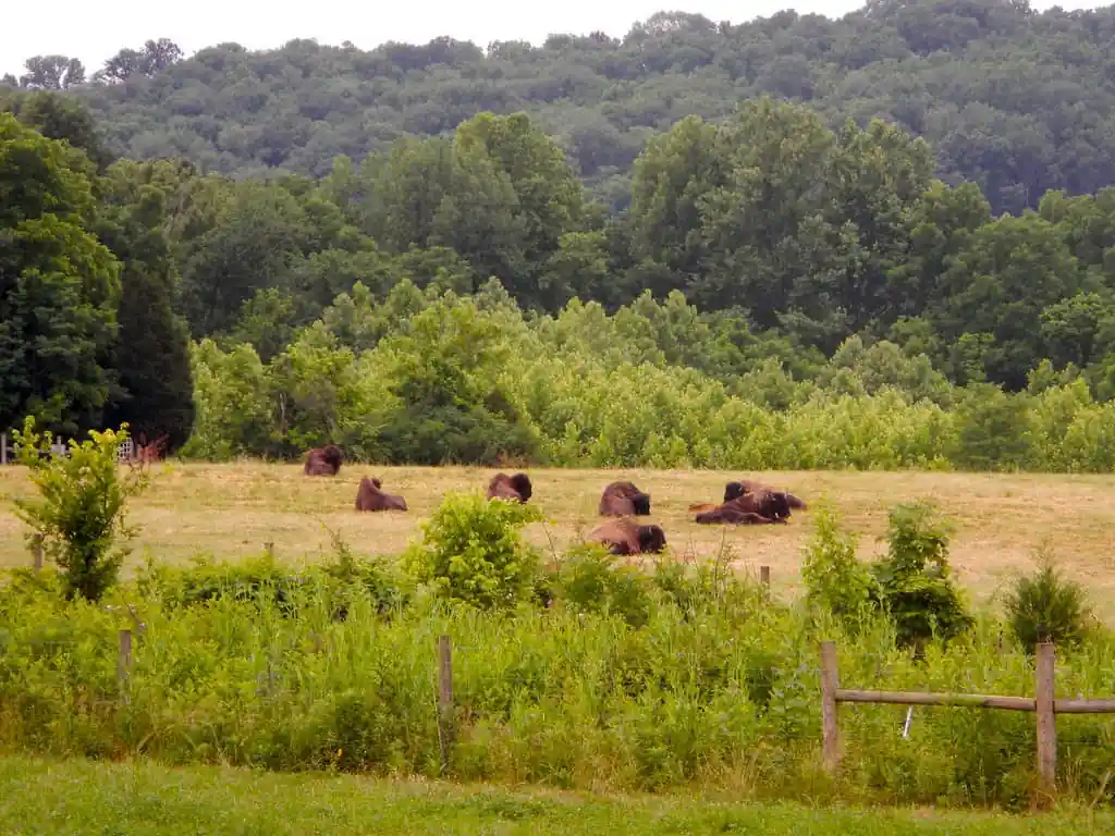Big Bone Lick State Historic Site