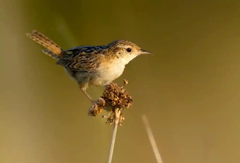 Sedge Wren