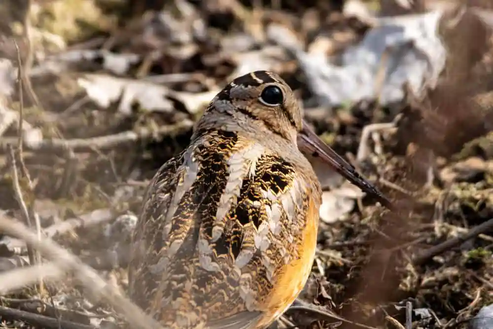 Woodcock