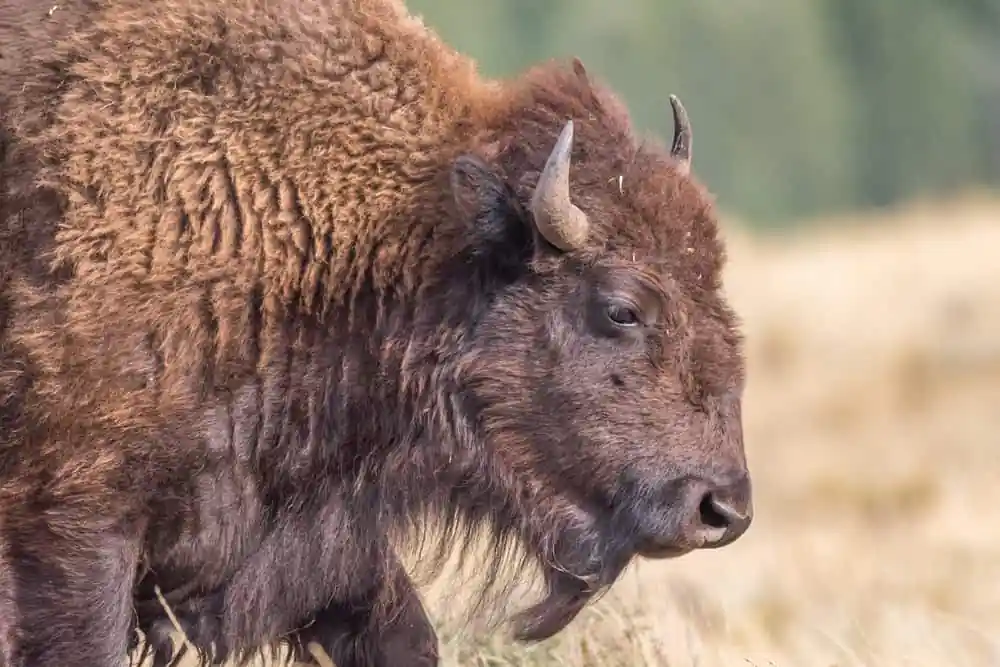 Bison