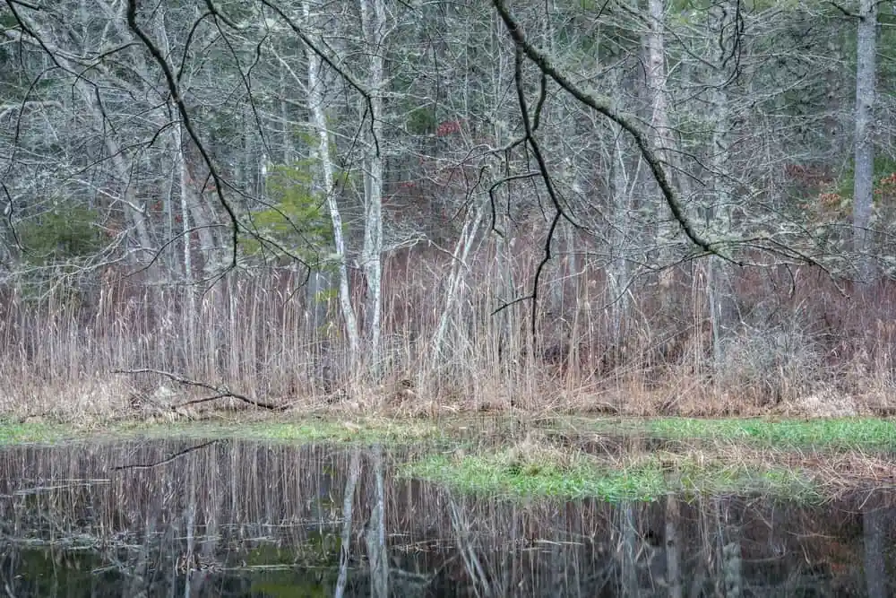 Destruction Brook Woods