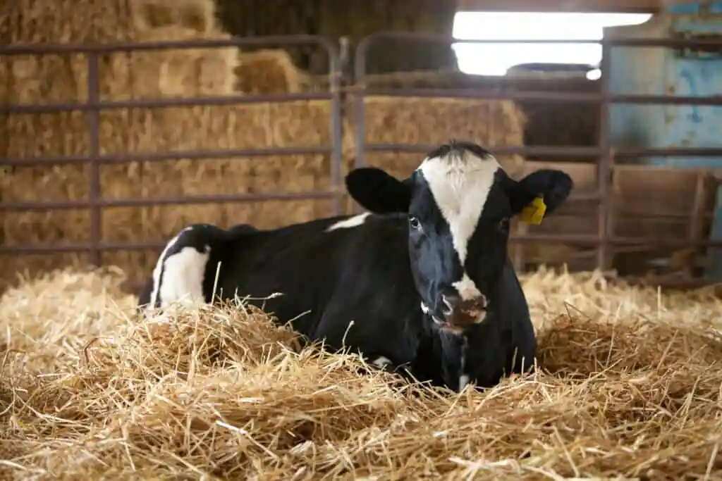Ed-Mar Dairy