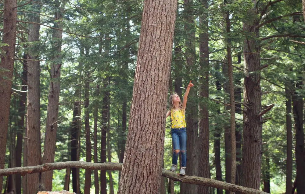 Pine Forest