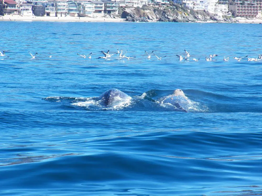 Whale Watching, Newport Beach