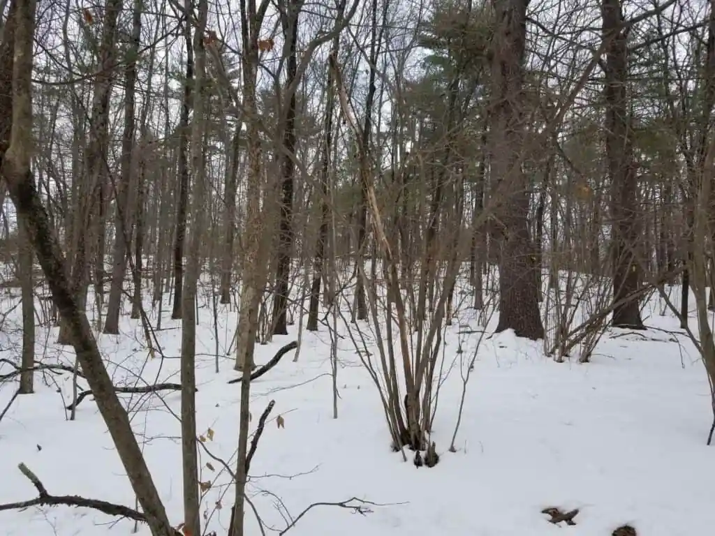 Great Hill Conservation and Recreation Land