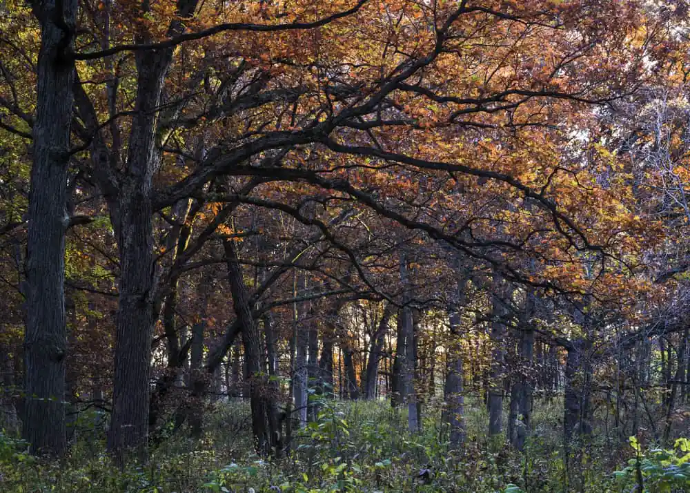 Greene Valley Forest Preserve