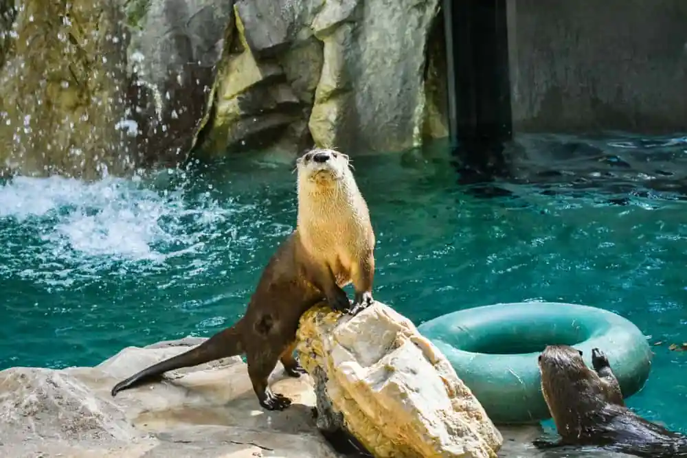 Idaho Falls Zoo