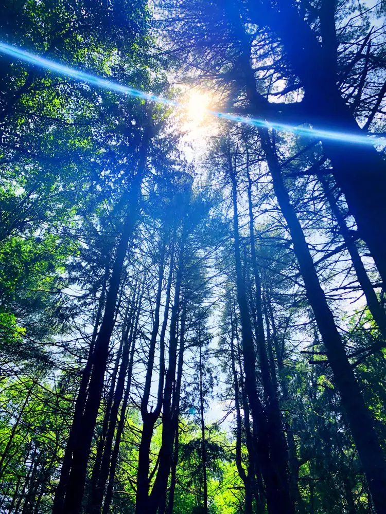 Mattatuck State Forest