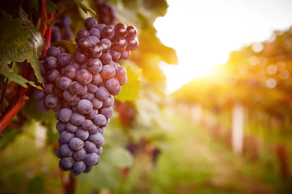 Maugle Sierra Vineyards
