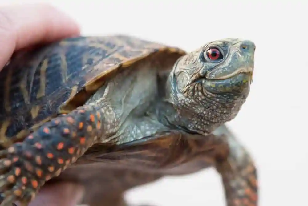 Ornate Box Turtle