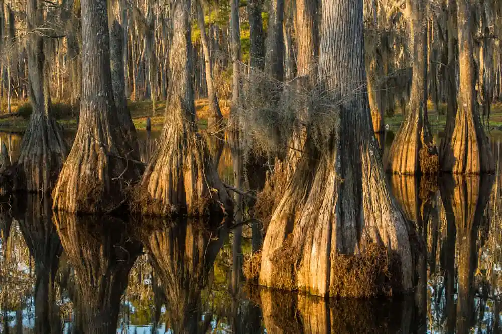 Sam Houston Jones State Park