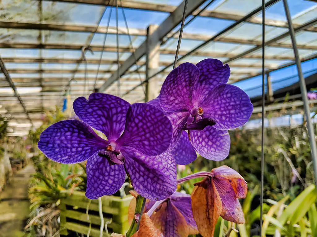Santa Barbara Orchid Estate