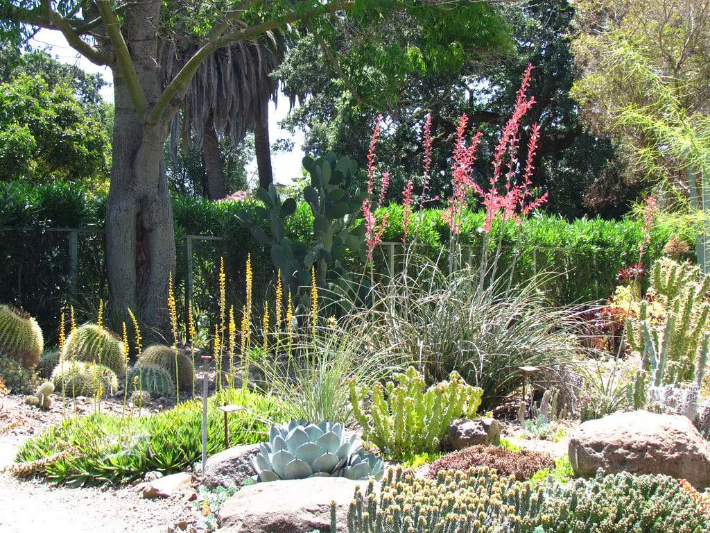 Ruth Bancroft Garden