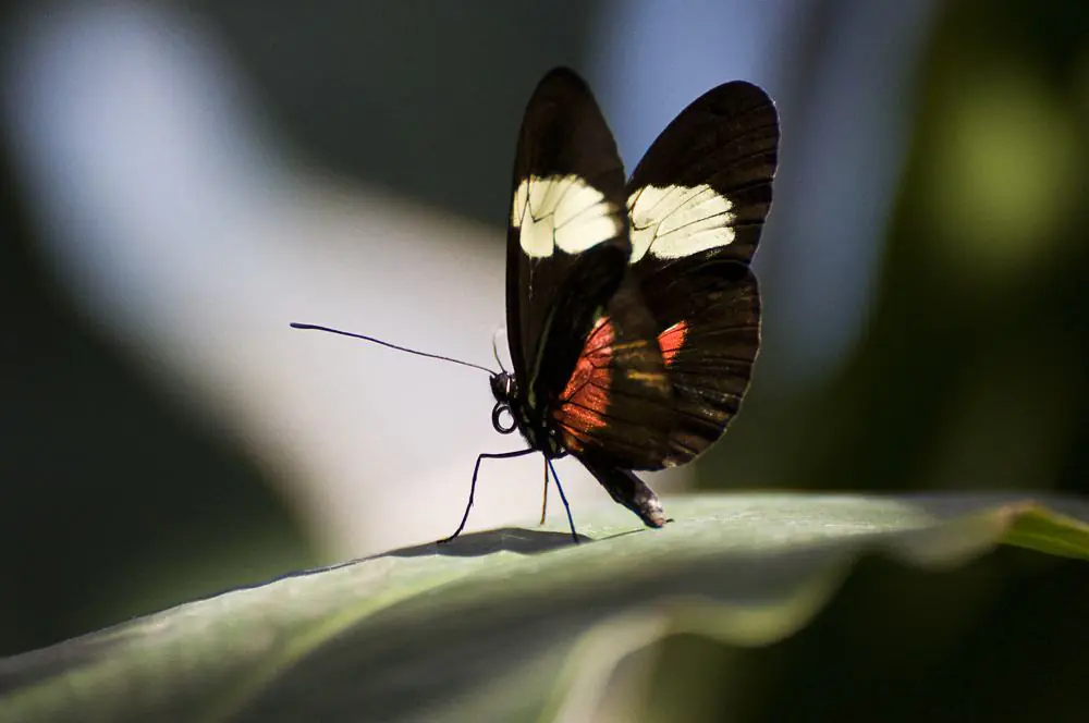 The Butterfly Pavilion and Insect Center