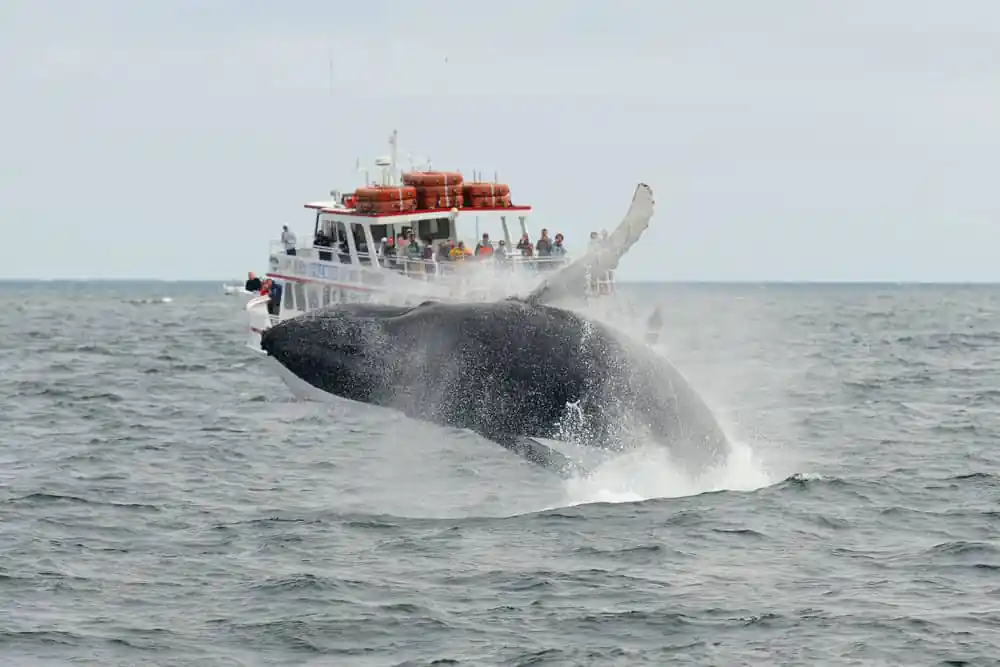 Whale Watching in Gloucester