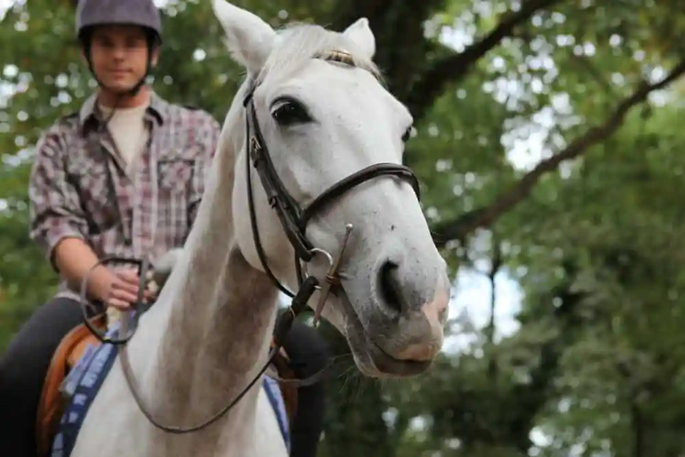 Horseback Riding