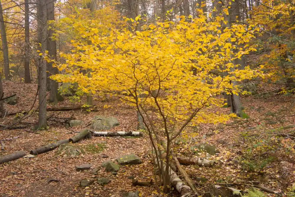 Wilson Mountain Reservation