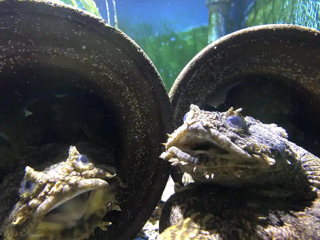 Woods Hole Science Aquarium