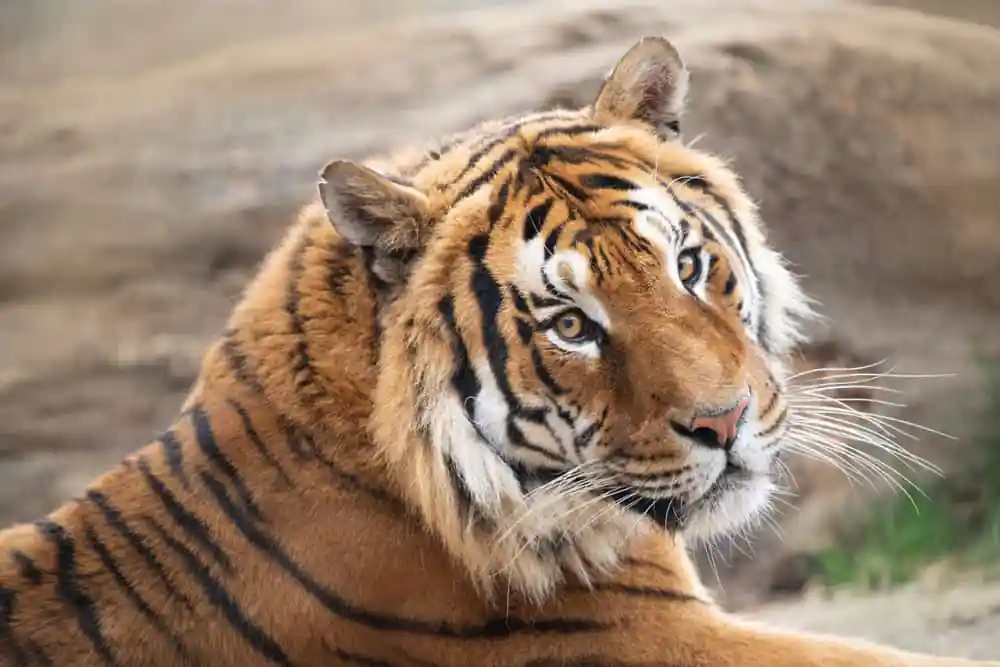 Siberian Tiger