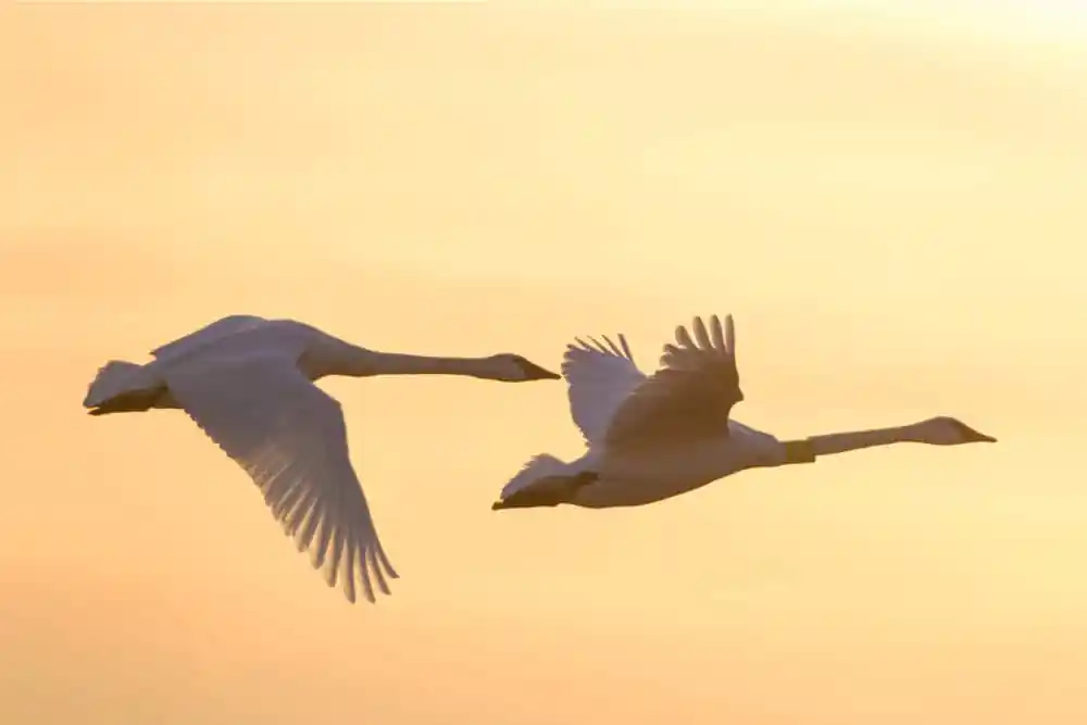 Riverlands Migratory Bird Sanctuary