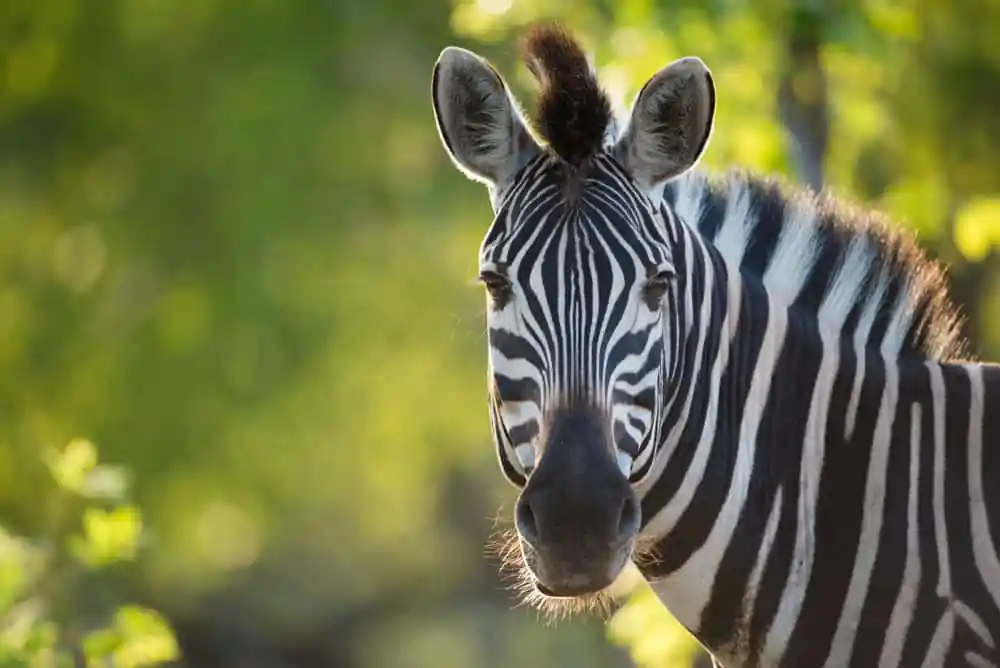 Zebra