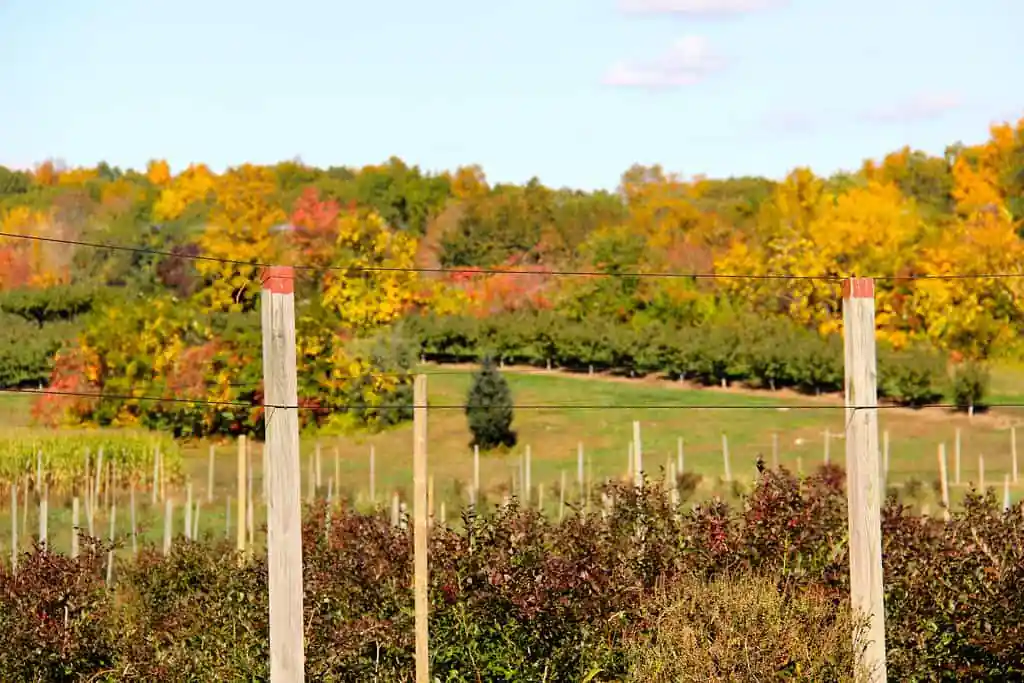 Bishop's Orchards
