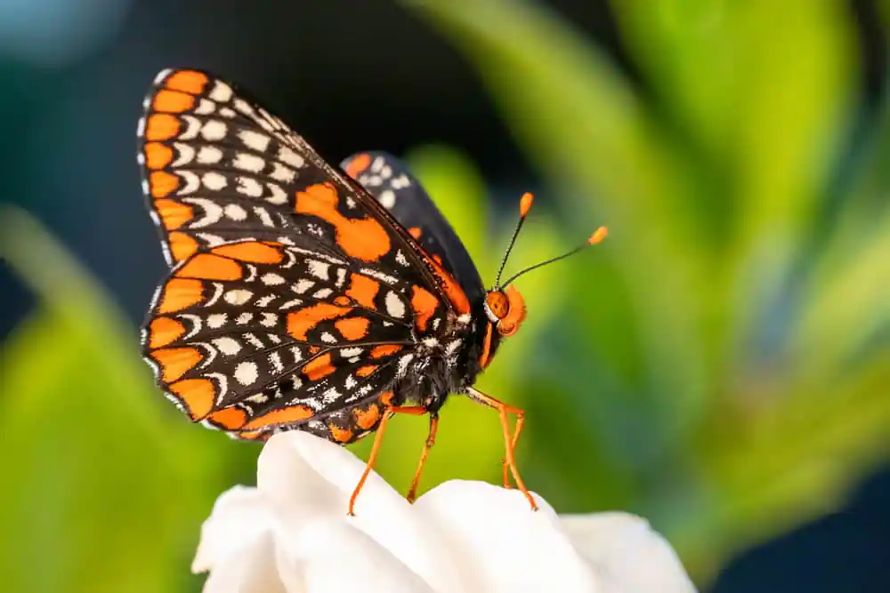 Baltimore Checkerspot