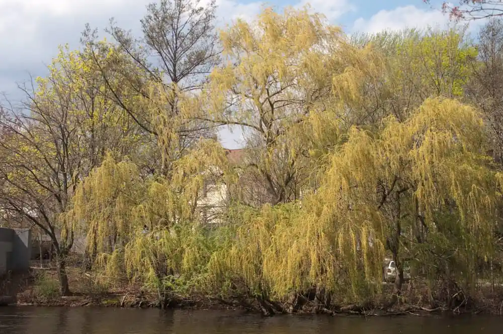 Charles River, Watertown