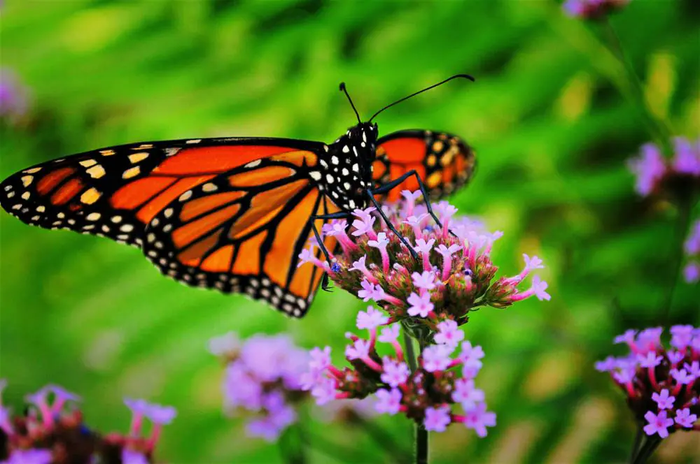 Chattahoochee Nature Centre