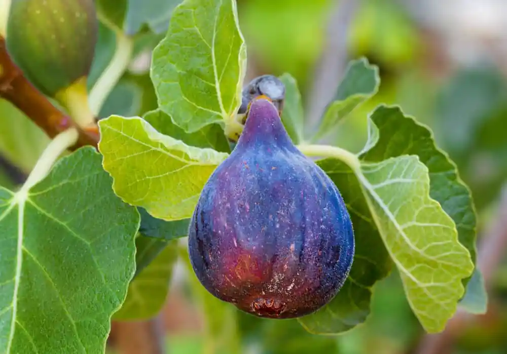 Fig Tree