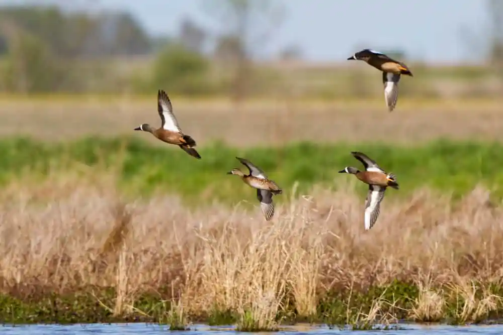 Blue-winged Teal