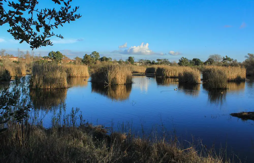 Madrona Marsh