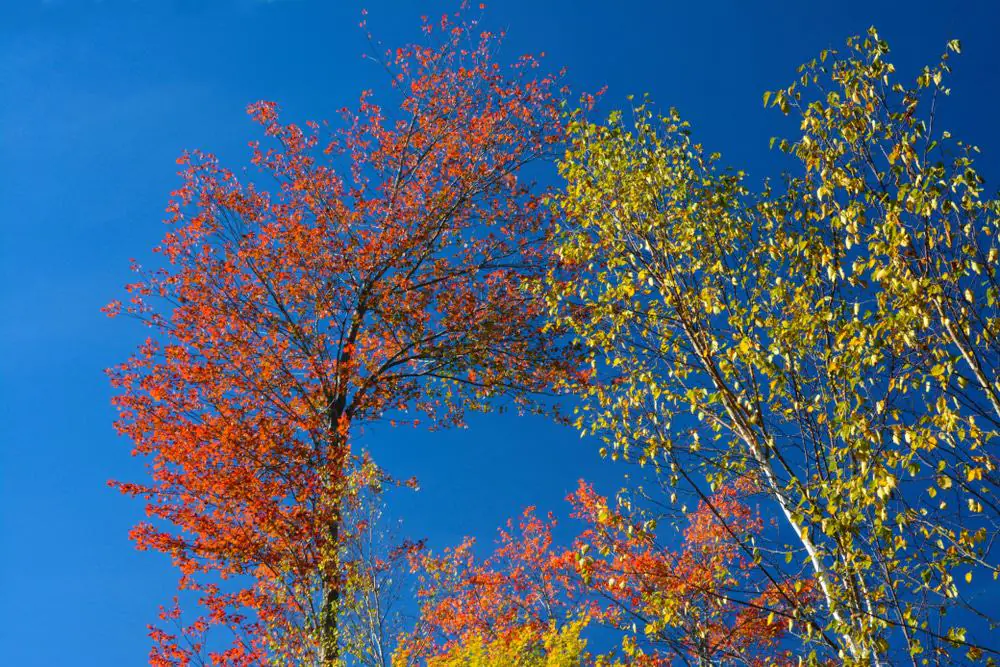 Cathance River Preserve
