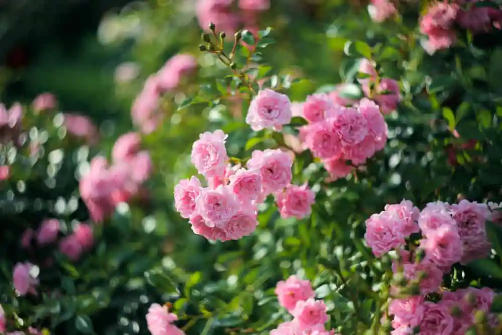 Rose Garden