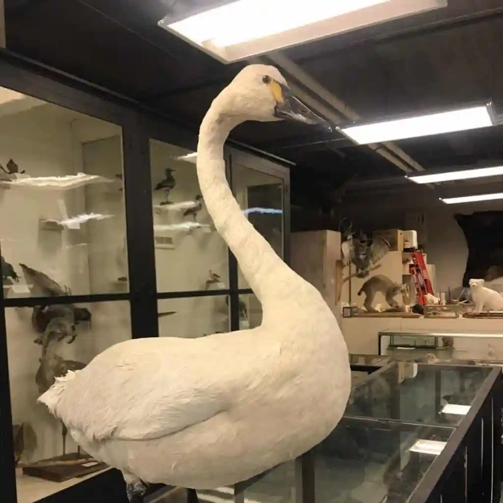 Orma J. Smith Museum of Natural History