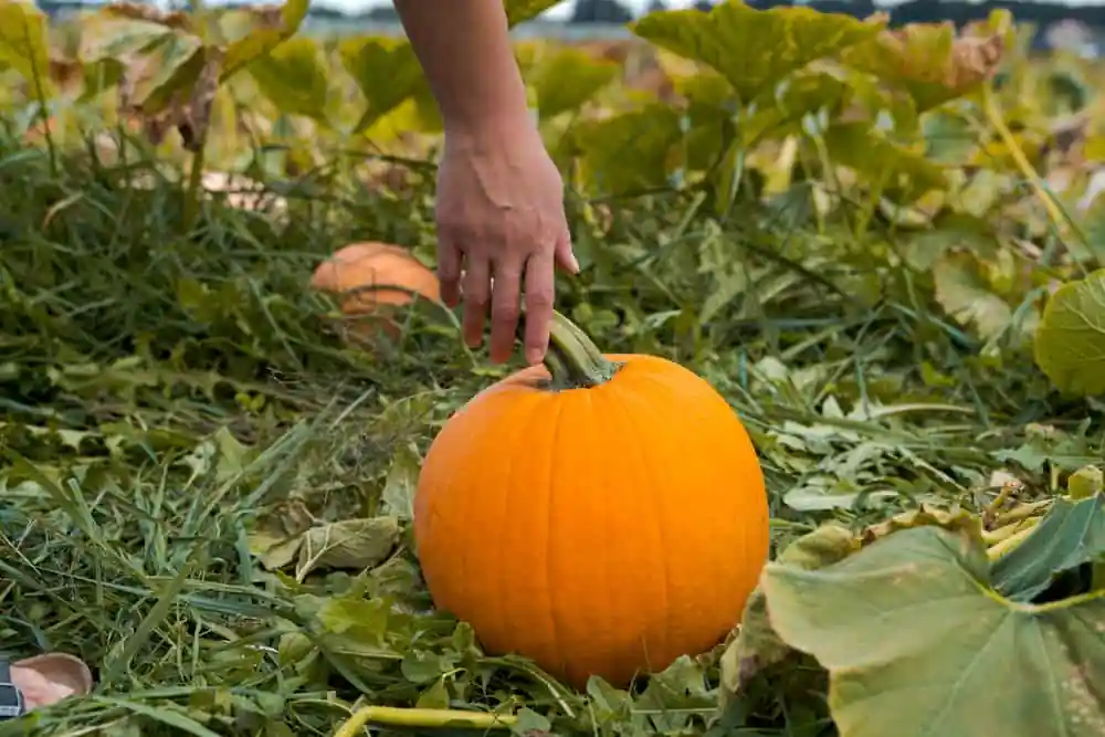 Pickin' Patch