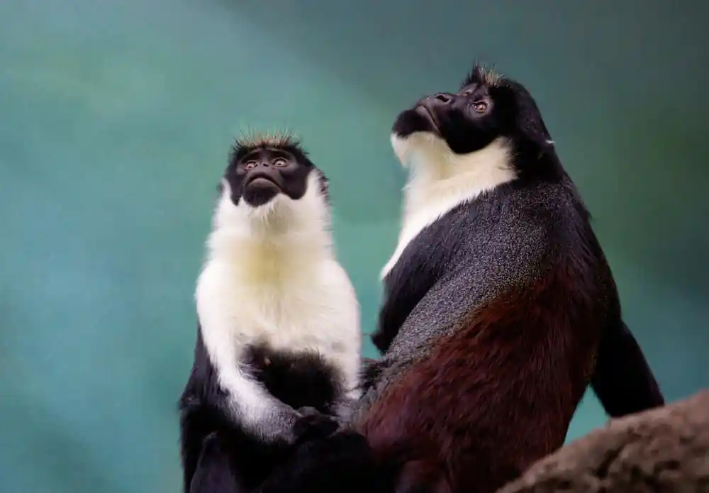 Diana Monkey