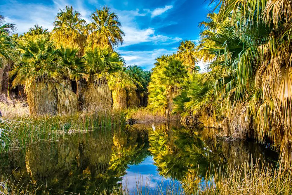 Thousand Palms Oasis Preserve