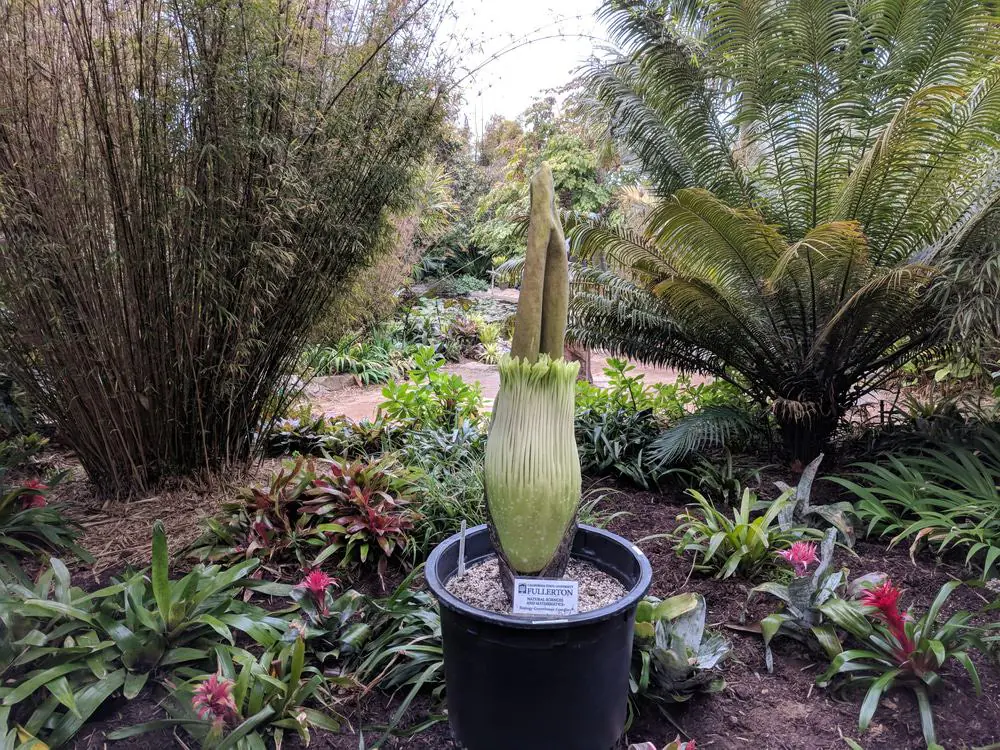San Diego Botanic Garden