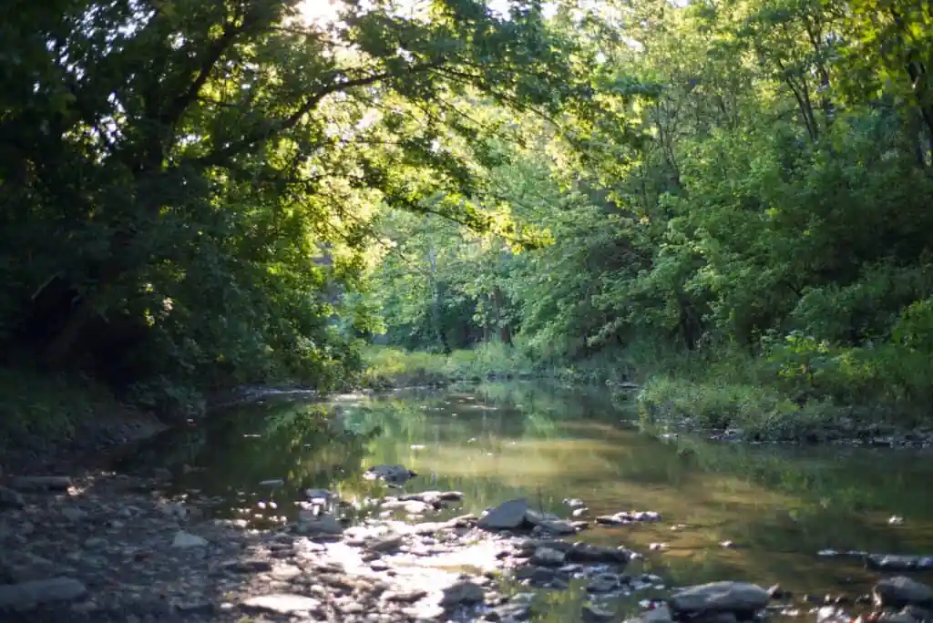 Wolsing Trails & Wetland