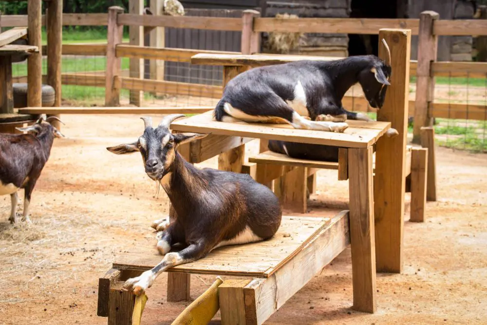 Zoo at Chehaw Park