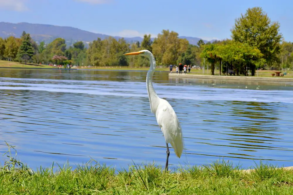 Lake Balboa, Van Nuys