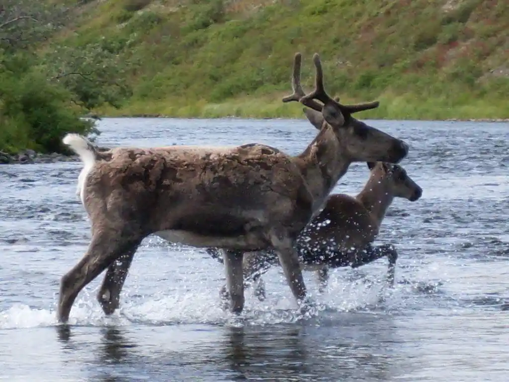 Togiak National Wildlife Refuge