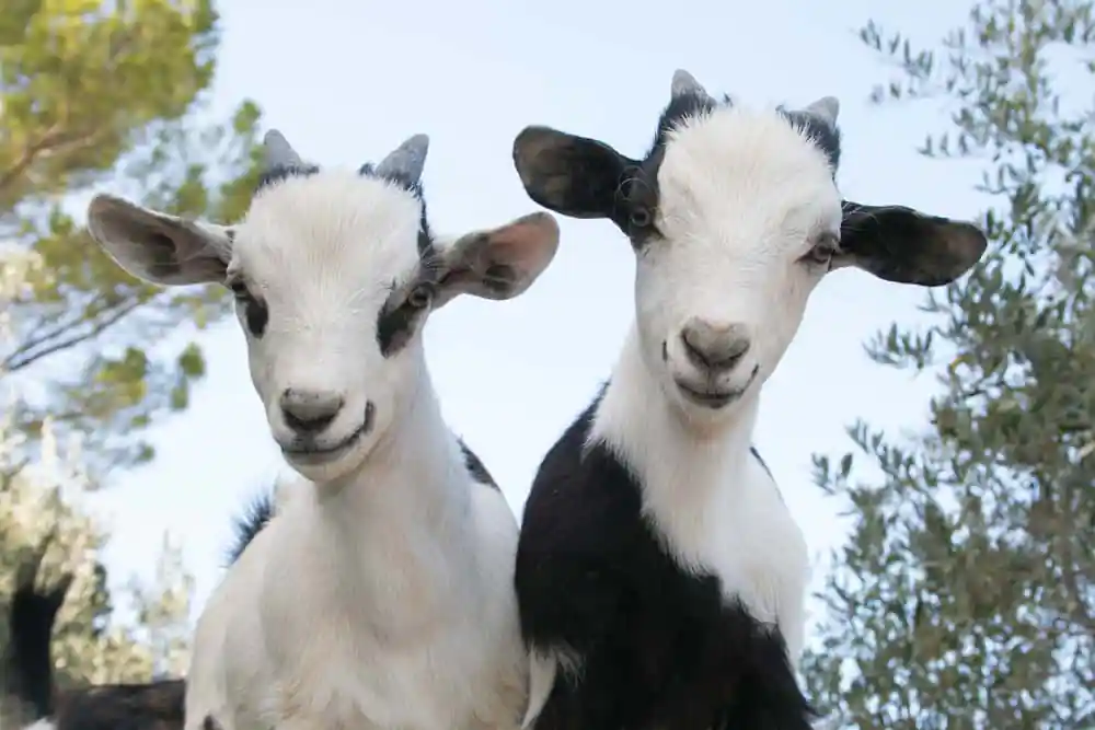 Dwarf Goats