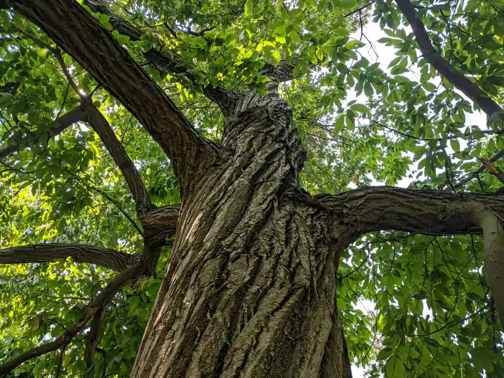 Katharine Ordway Preserve
